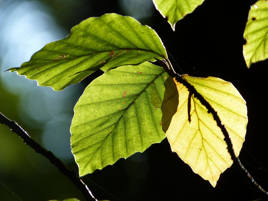 Beech, Leaves, Back Light, Autumn, forest, nature, beech leaves HD wallpaper