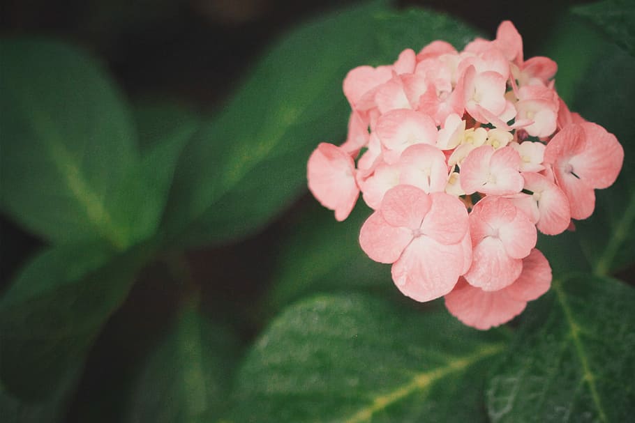 pink flowers with green leaves, nature, plant, pink Color, petal HD wallpaper