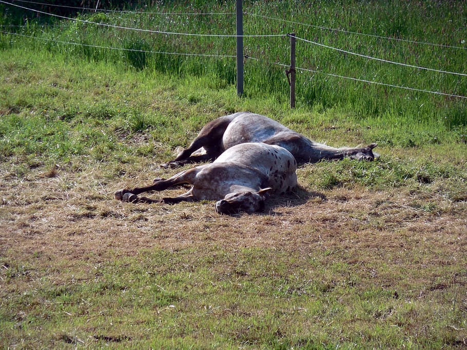 horses, paddock, coupling, tired, rest, mammal, grass, field HD wallpaper