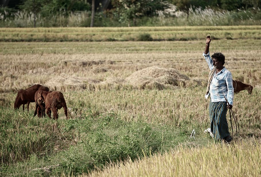 man raising right hand on grass field, man standing on grass field with herd of goat HD wallpaper