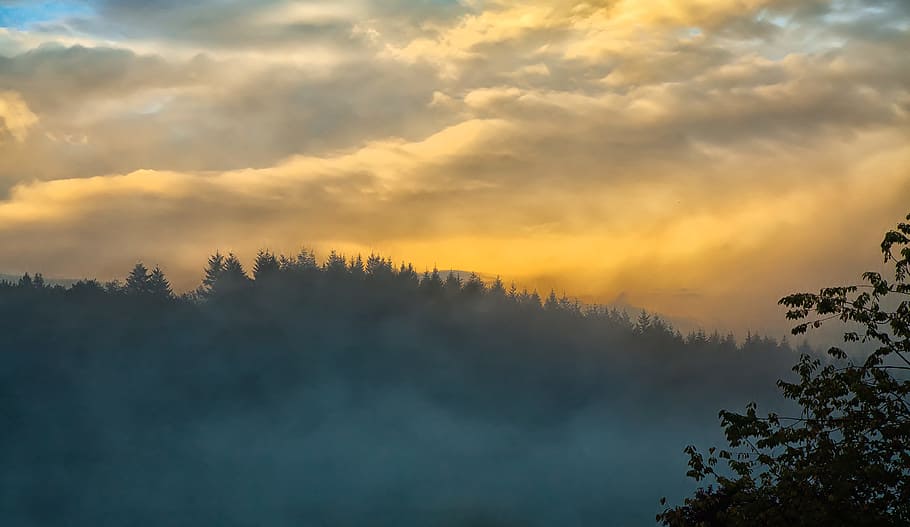 silhouette of tree with a scene of mountain, fog, sunset, forest HD wallpaper