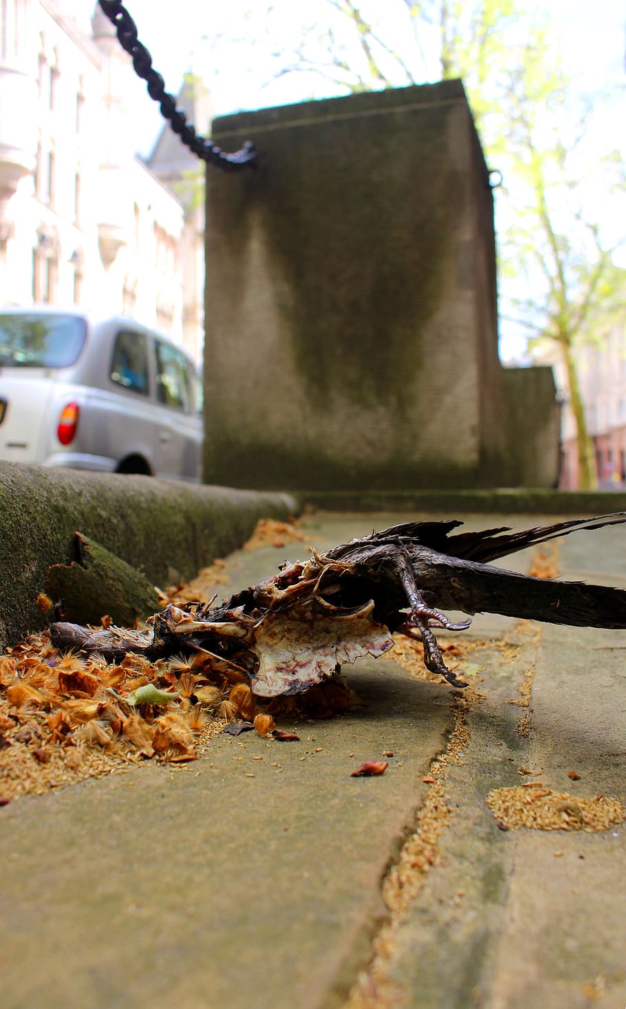 dove, death, road, car, transportation, motor vehicle, mode of transportation HD wallpaper