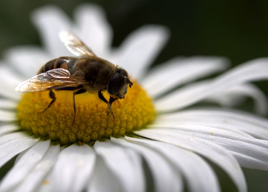 Bee, Daisy, Pollen, Work, Insecta, nature, flower, white, macro HD wallpaper