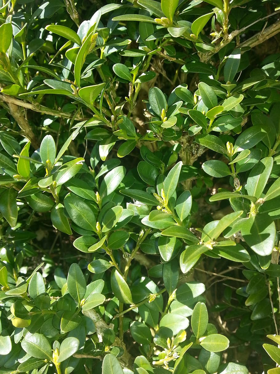 Buxus, Sunny, Shadow, leaf, agriculture, vegetable, growth HD wallpaper
