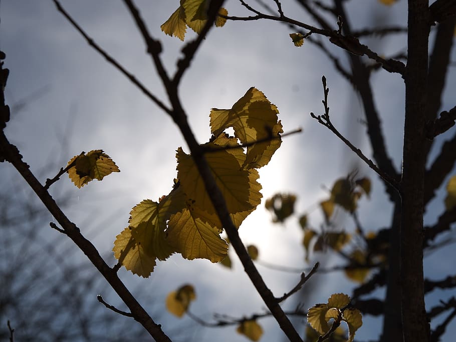 autumn, leaves, backlight, dry leaf, tree, forest, yellow, colors HD wallpaper
