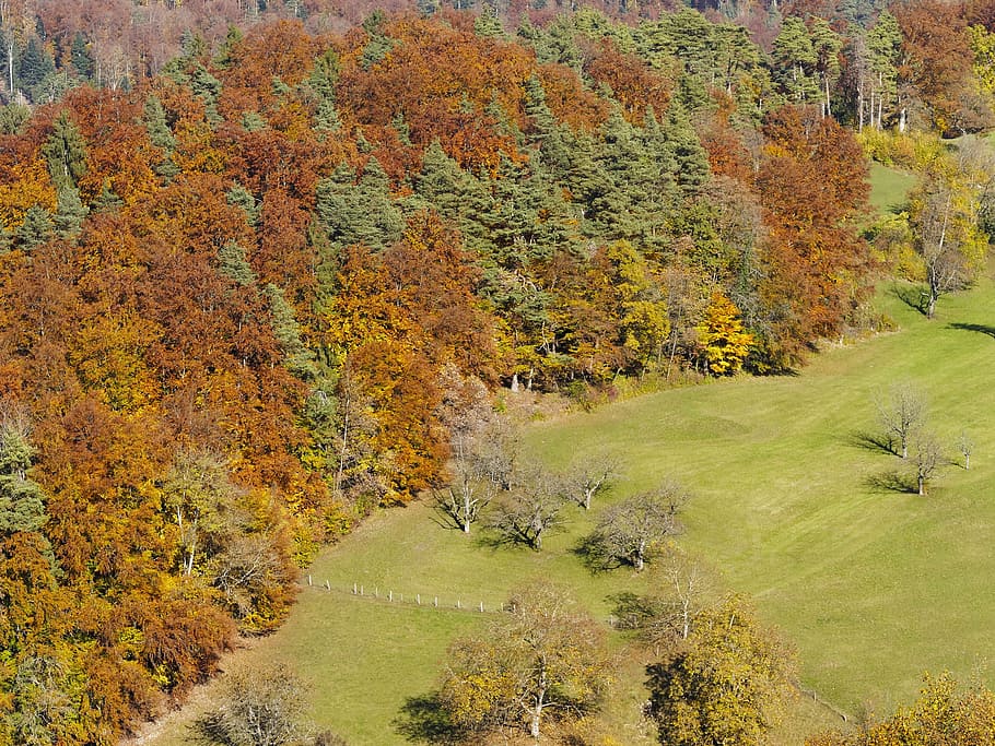 landscape, fall, autumn landscape, forest, field, nature, colors HD wallpaper