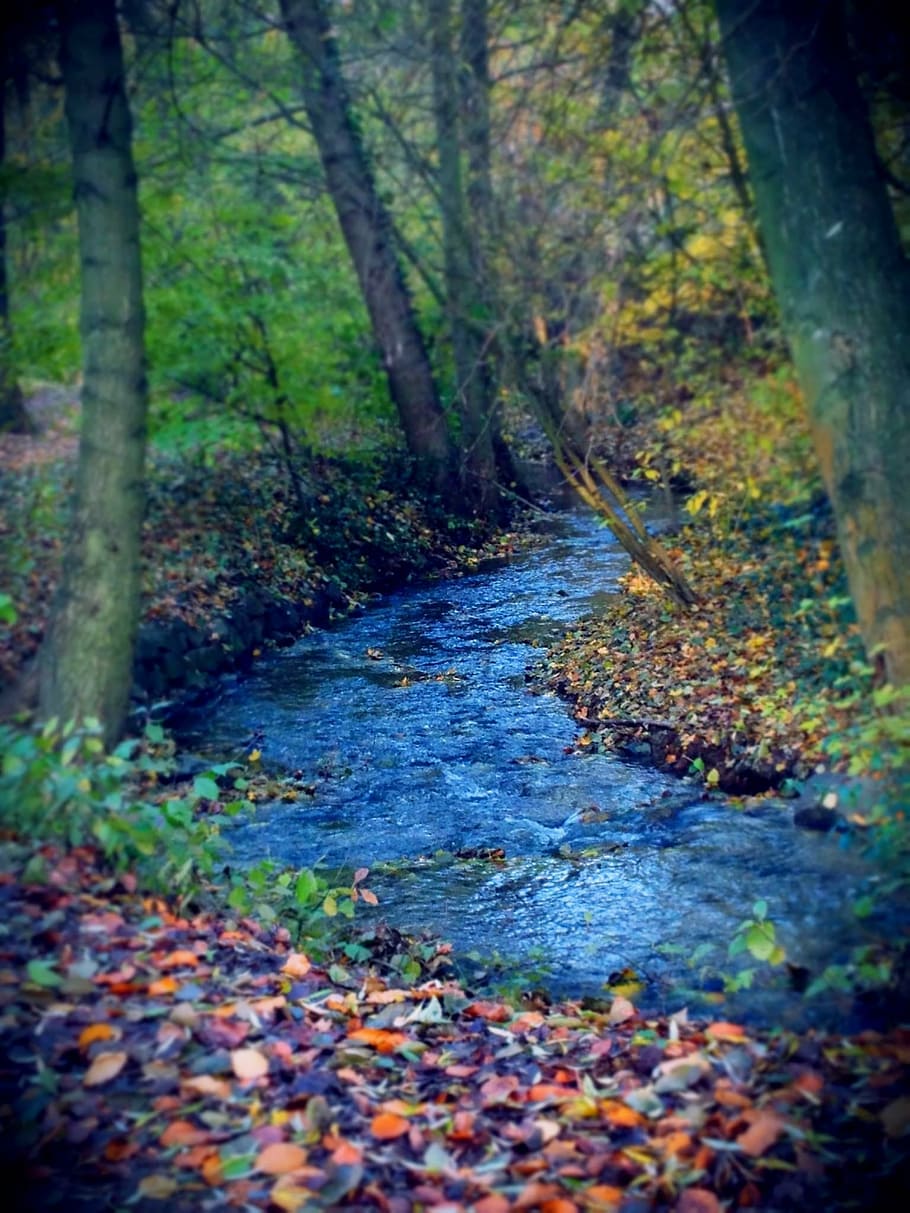 bach, park, trees, leaves, autumn, water, landscape, mood, romantic HD wallpaper