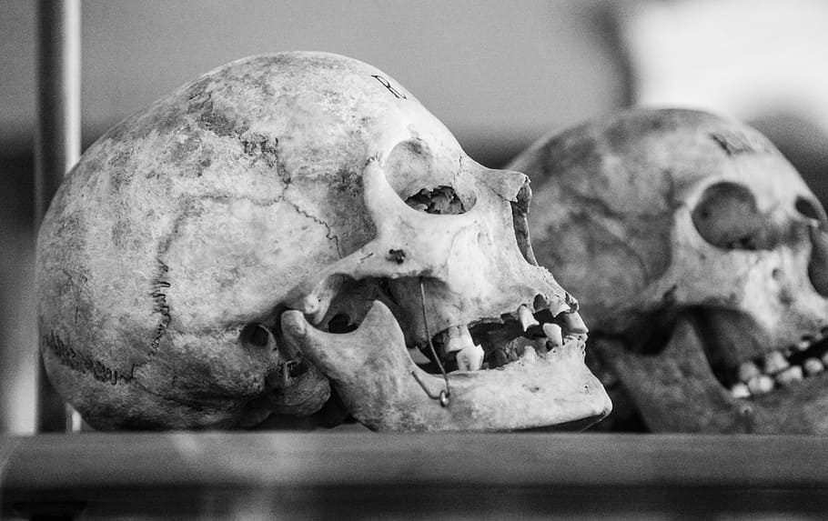 two white skulls on brown wooden table, old, profile, black and white