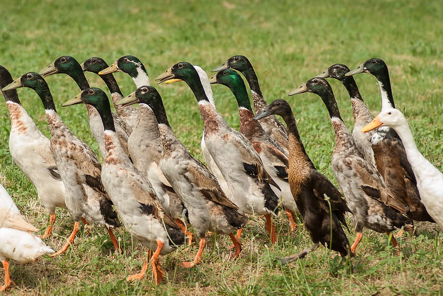 Duck, Indian Runner, Poultry, duck indian runner, backyard HD wallpaper