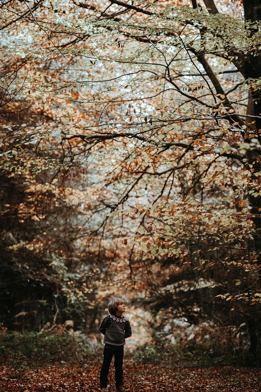 Child in woods, boy standing in woods near tree during daytime HD wallpaper