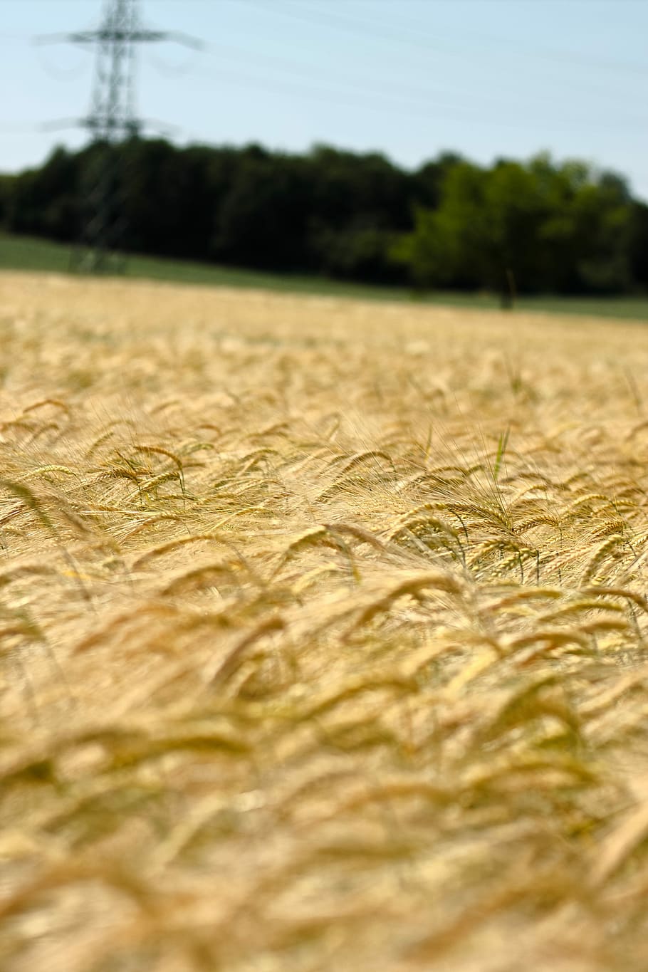 Field, Agriculture, Cereals, Fields, day, no people, tree, nature HD wallpaper