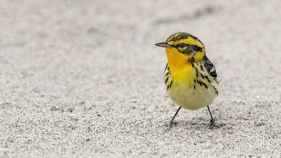 yellow and black bird, selective focus photo of Blackburnian warbler bird standing on sand HD wallpaper