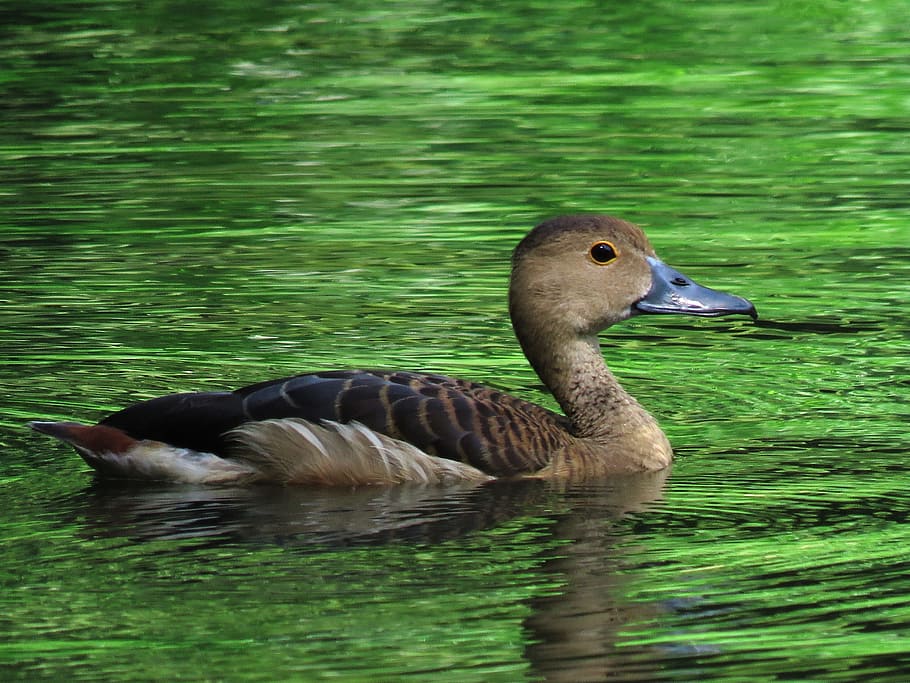 brown duck on body of water, Swimming, Beautiful, bird, animal HD wallpaper