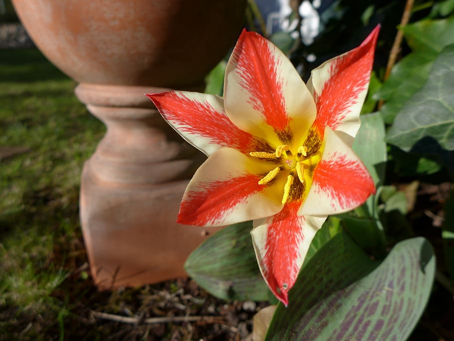 spring, tulip, wild tulip, red, yellow, green, garden, nature HD wallpaper