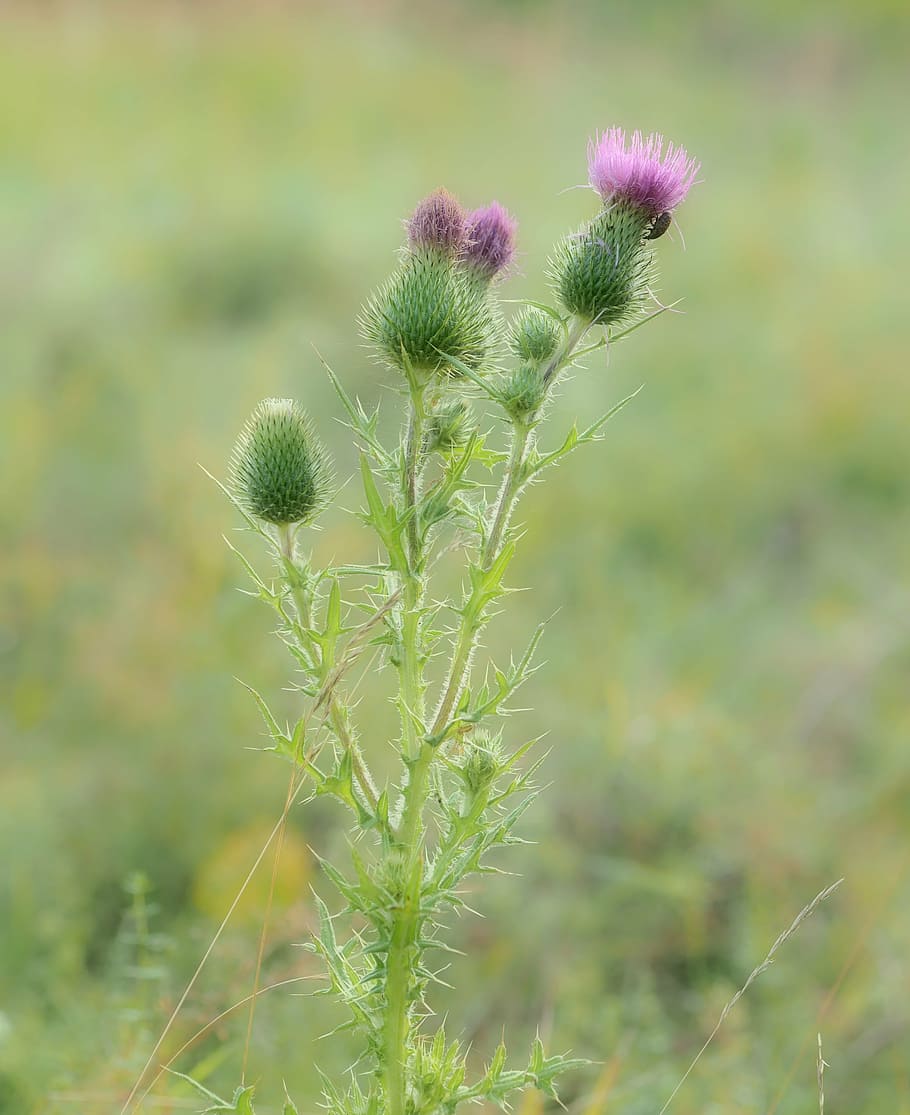 plant, nature, live, flower, summer, meadow, outdoors, wildflower HD wallpaper