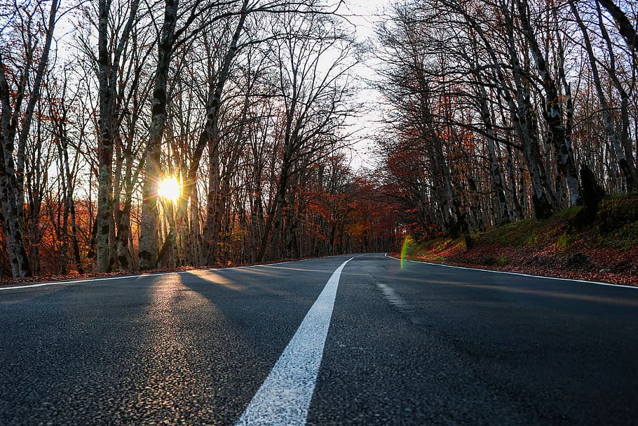 Autumn on Road, landscape photography of road surrounded by trees HD wallpaper