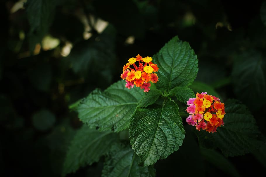 macro shot photography of orange flower with green leaf, yellow and red flowers low light photography HD wallpaper