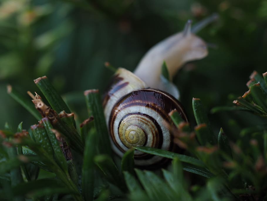 snail, garden, shell, mollusk, animal, nature, slowly, macro HD wallpaper
