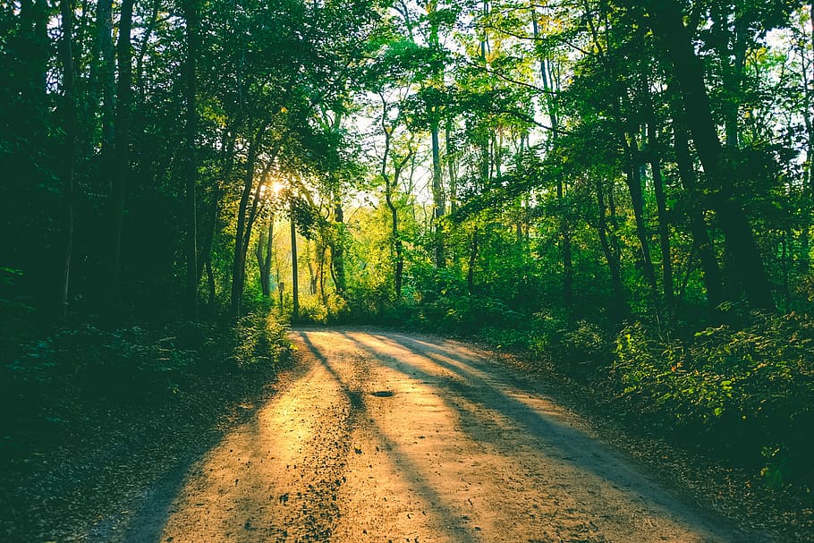 pathway between green trees, brown pathway in the middle of forest HD wallpaper