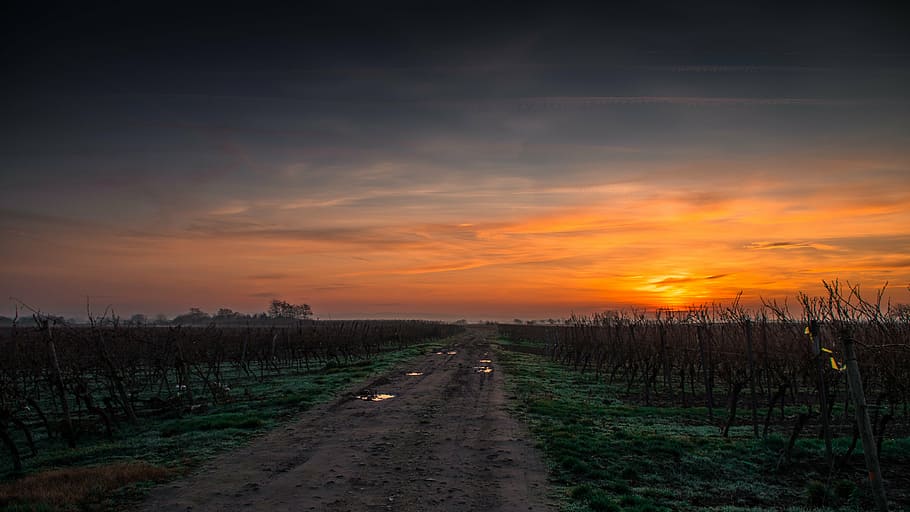 green leafed plant field during golden hour, landscape, photo HD wallpaper