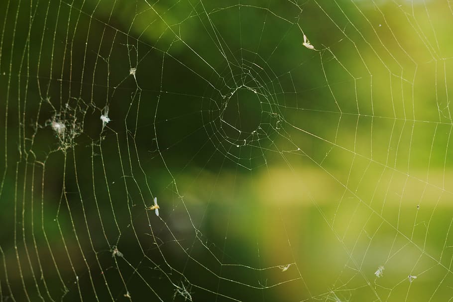 spider, web, arachnid, insect, nature, halloween, cobweb, scary HD wallpaper