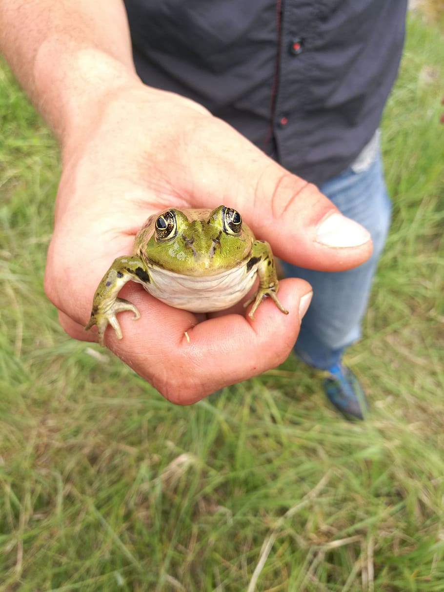 frog, funny, cute, frogs, one animal, one person, vertebrate HD wallpaper