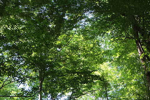 trees, canopy, aesthetic, nature, forest, leaves, powerful HD wallpaper