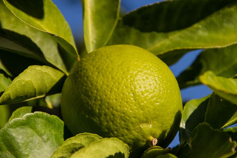 lime, fruit, tree, leaves, green, growing, ripe, citrus, fresh HD wallpaper