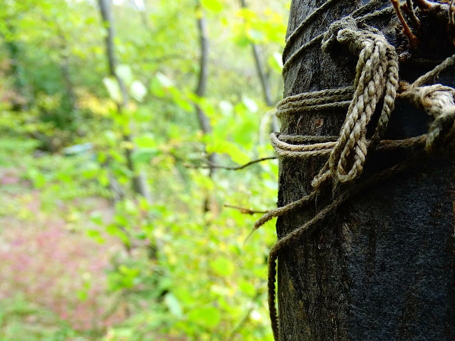 cord, forest, tree, knot, rope, focus on foreground, tied up HD wallpaper