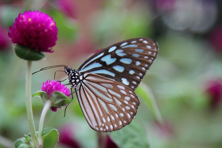 black and blue butterfly poached on pink gomphrena flower, purple, HD wallpaper