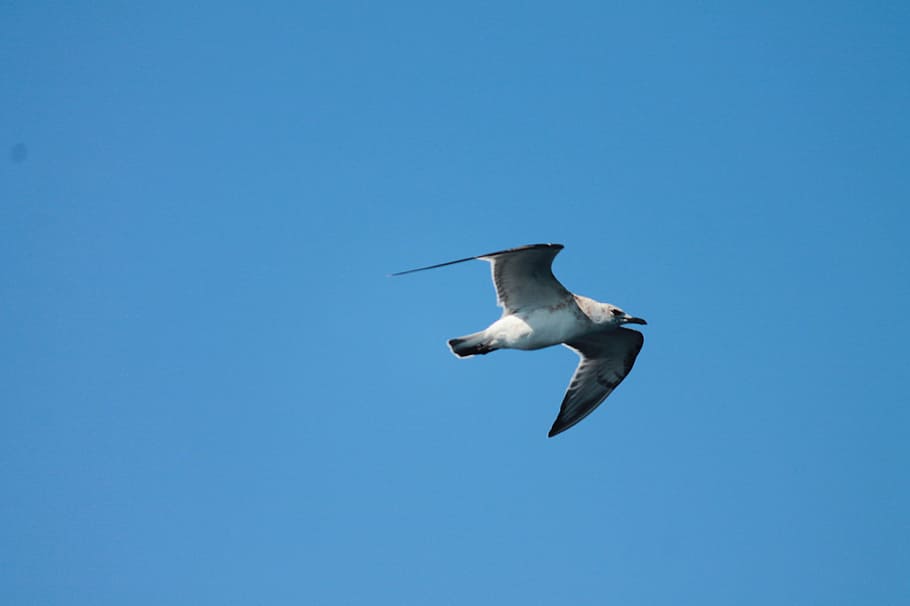 seagull, bird, air, flying, nature, animal, wildlife, animal Wing HD wallpaper