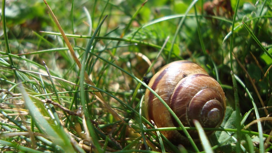 snail, shell, spiral pattern, grass, animal wildlife, gastropod HD wallpaper
