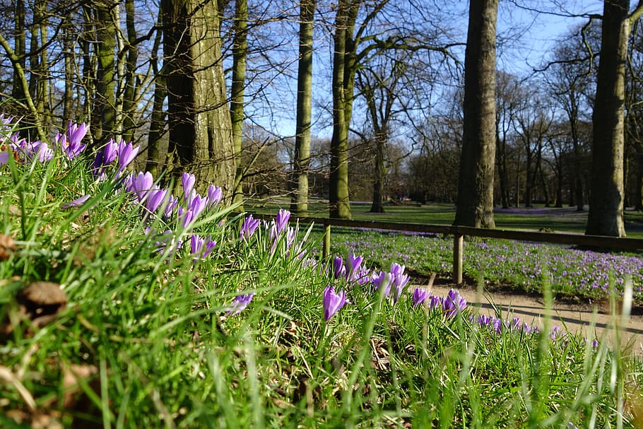 crocus flower, husum, crocus blossom festival husum, castle park, HD wallpaper