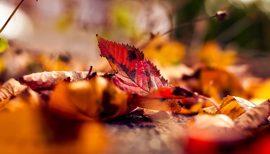 macro photography of red leaf, autumn, fall, leaves, closeup HD wallpaper