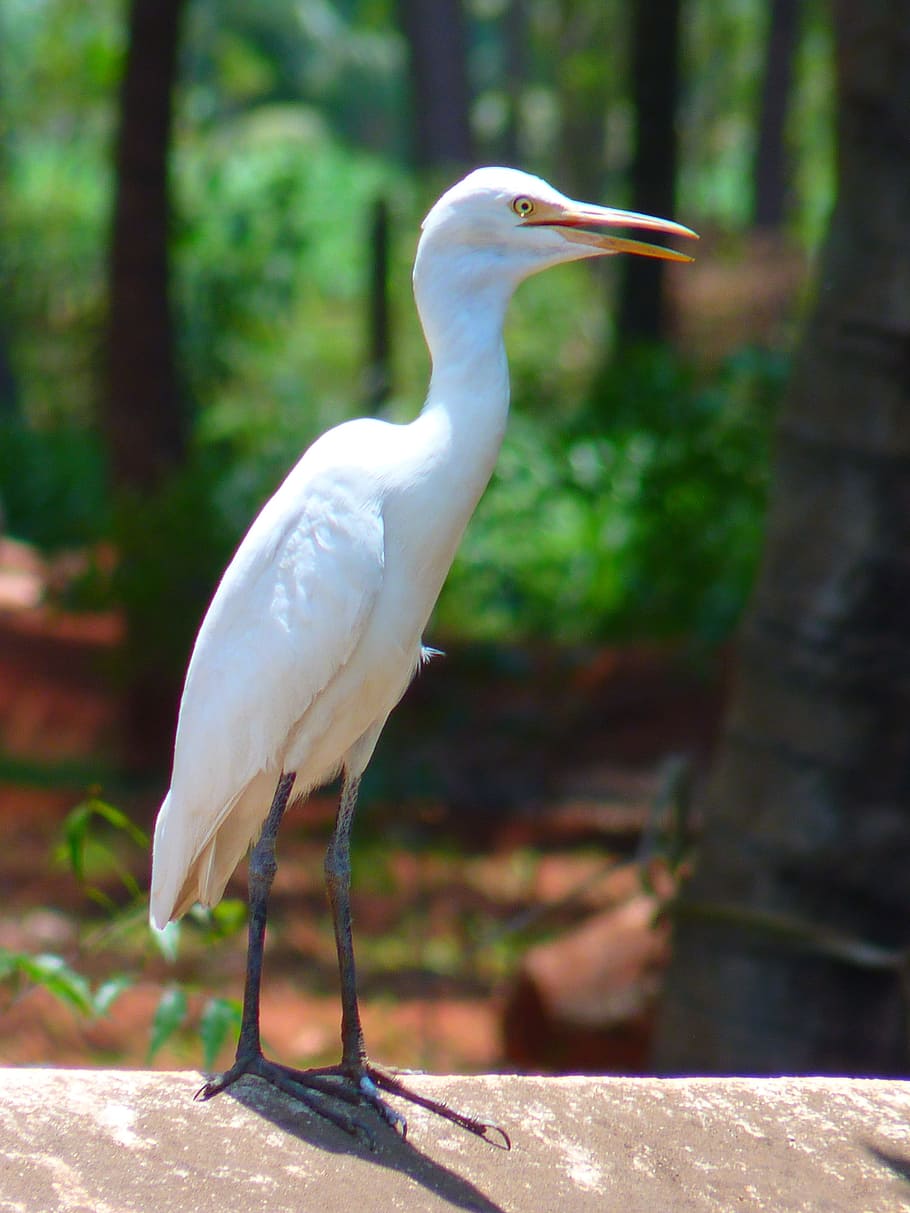Cattle Egret, Eastern, Bird, White, one animal, animal themes HD wallpaper