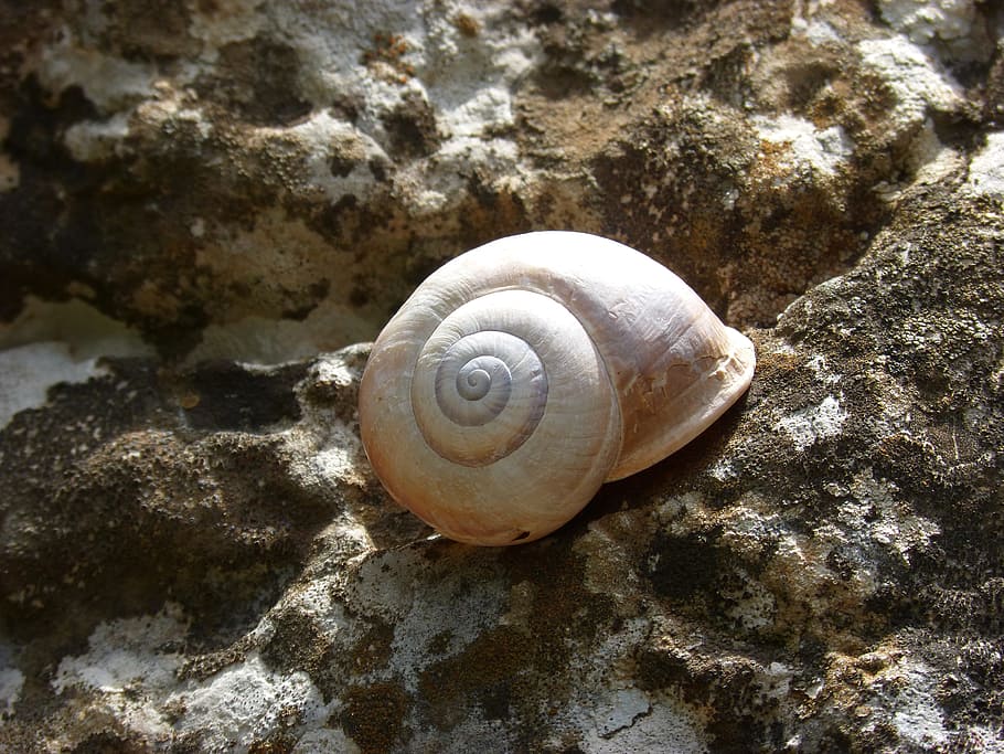 snail, shell, spiral, rock, animal wildlife, animal themes HD wallpaper