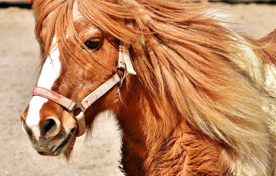 portrait of brown horse, pony, cute, animal, funny, nature, seahorses, HD wallpaper