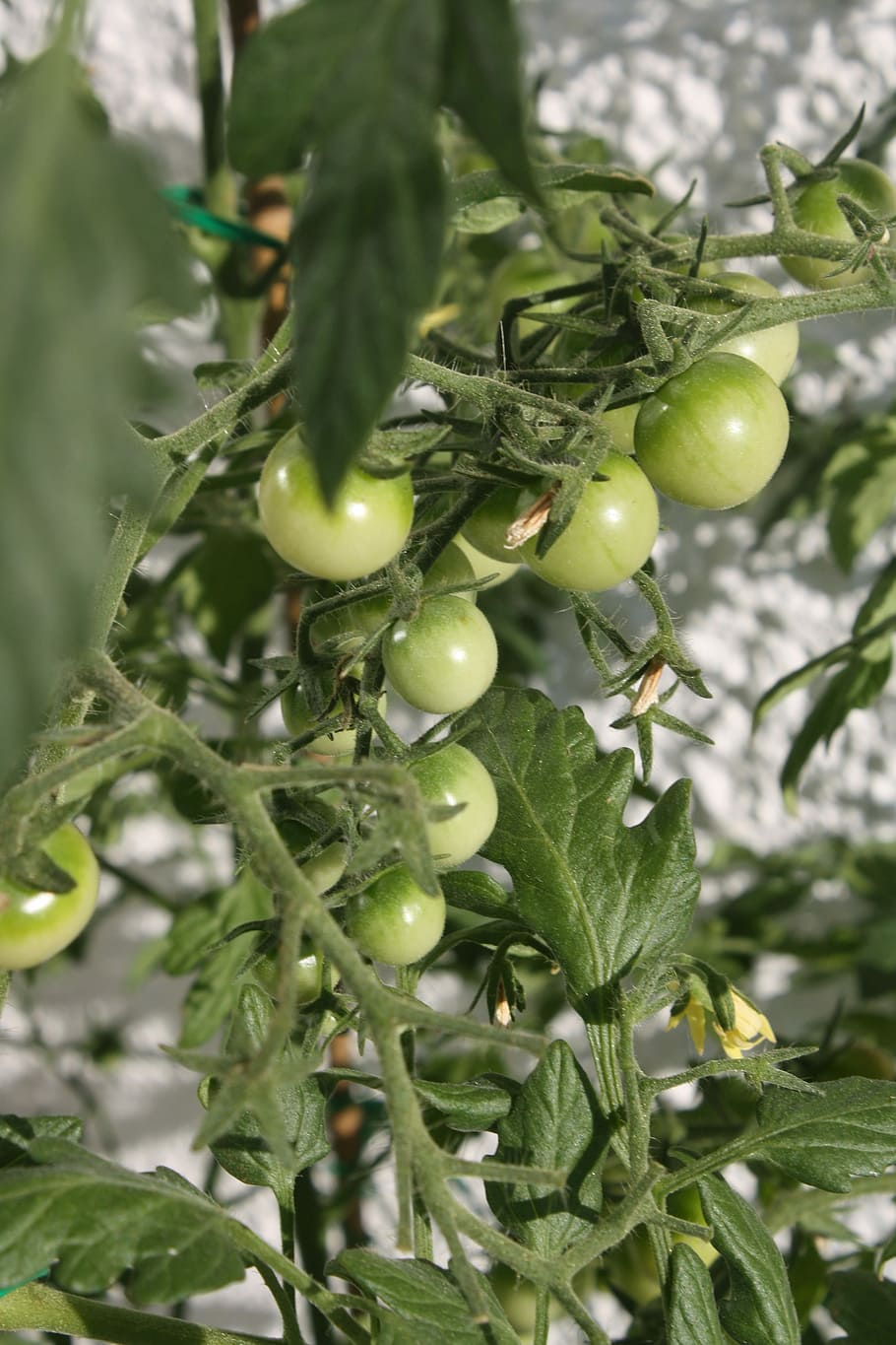 Cherry, Tomatoes, Vegetarian, green, vegetable, delicious, natural HD wallpaper