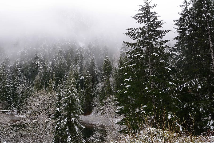snow, pine tree, winter, plant, beauty in nature, cold temperature HD wallpaper