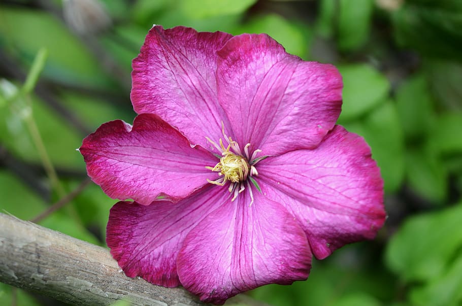 flower, pink, nature, spring, plant, green, leaf, red, bloom HD wallpaper