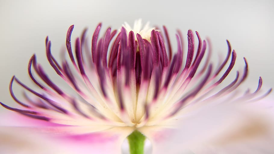 selective focus photography of purple and white Chrysanthemum flower HD wallpaper