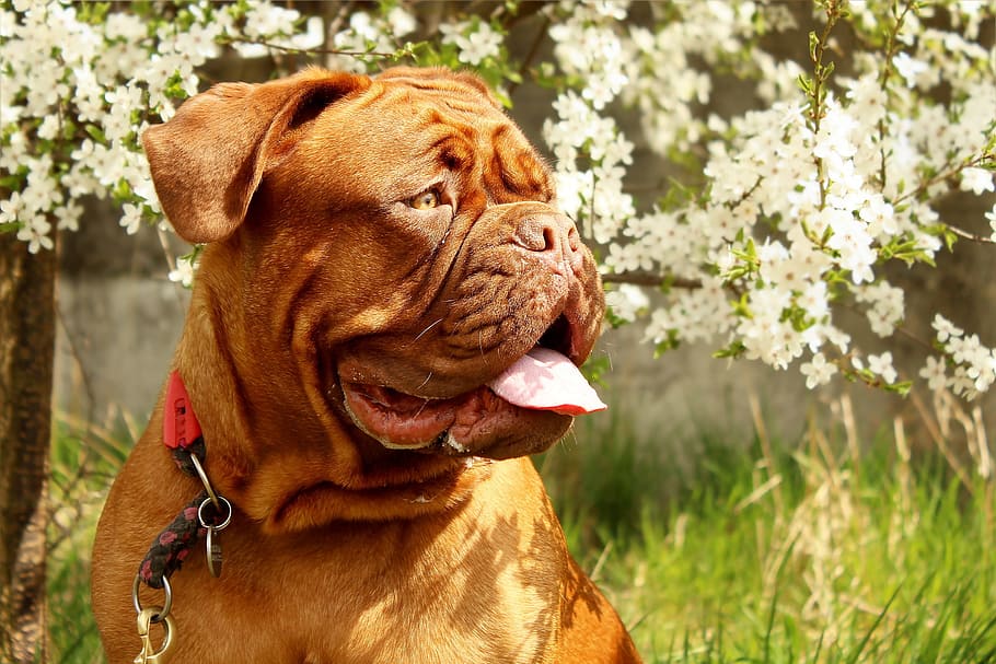 close-up photography of brown pug, dog, spring, animal, beast HD wallpaper
