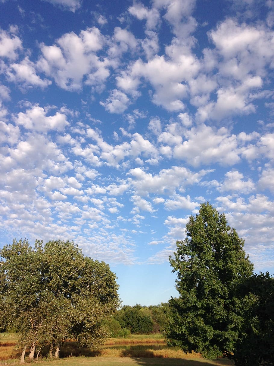 outside, blue sky, white clouds, trees, cottonwoods, sweet gum HD wallpaper