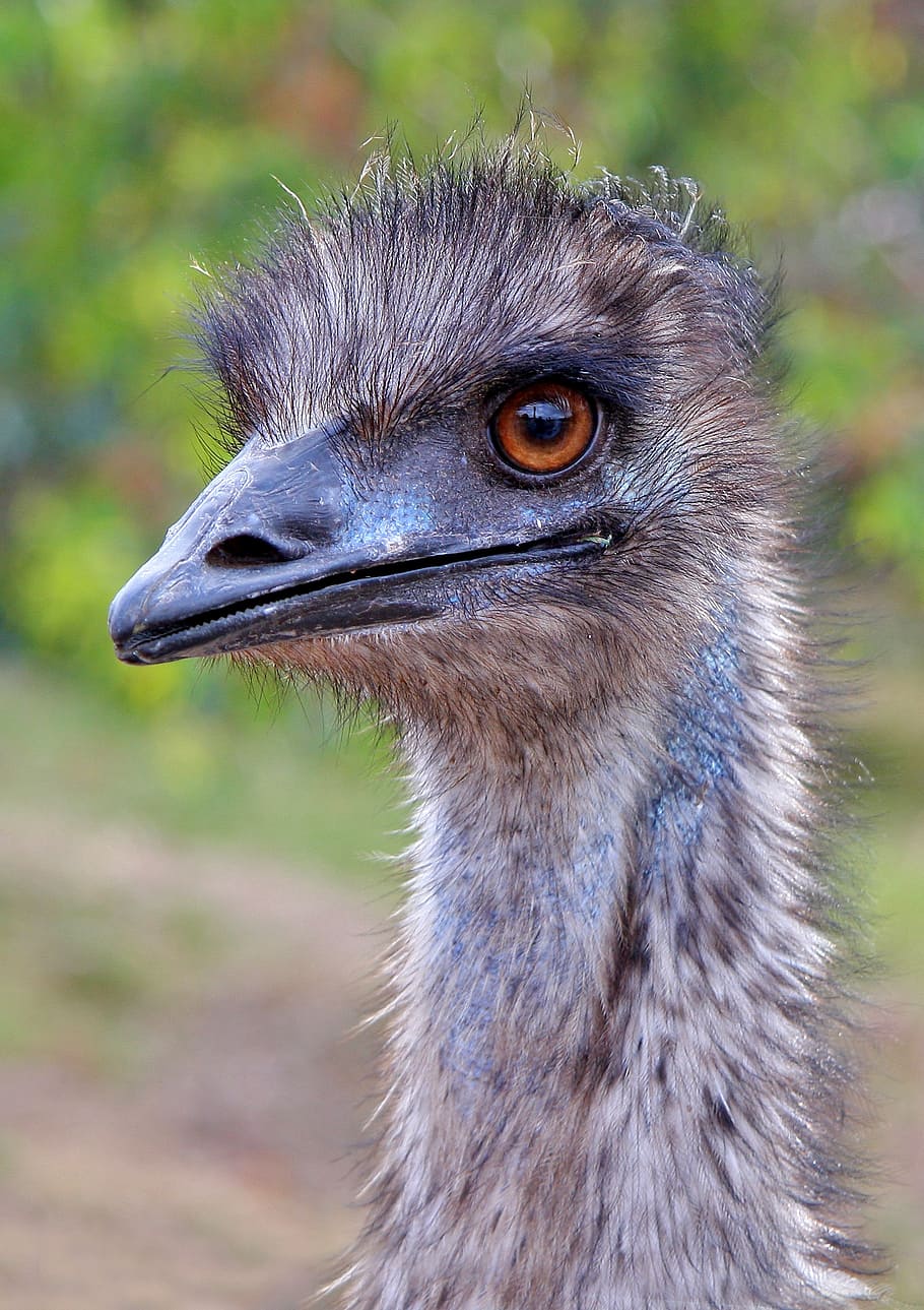 grinende Shuraba krigerisk Emu australia 1080P, 2K, 4K, 5K HD wallpapers free download | Wallpaper  Flare