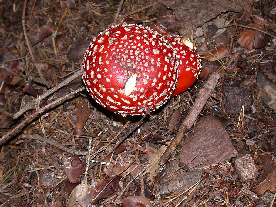 fly agaric, toadstool, mushrooms, forest, gift, toxic, red HD wallpaper