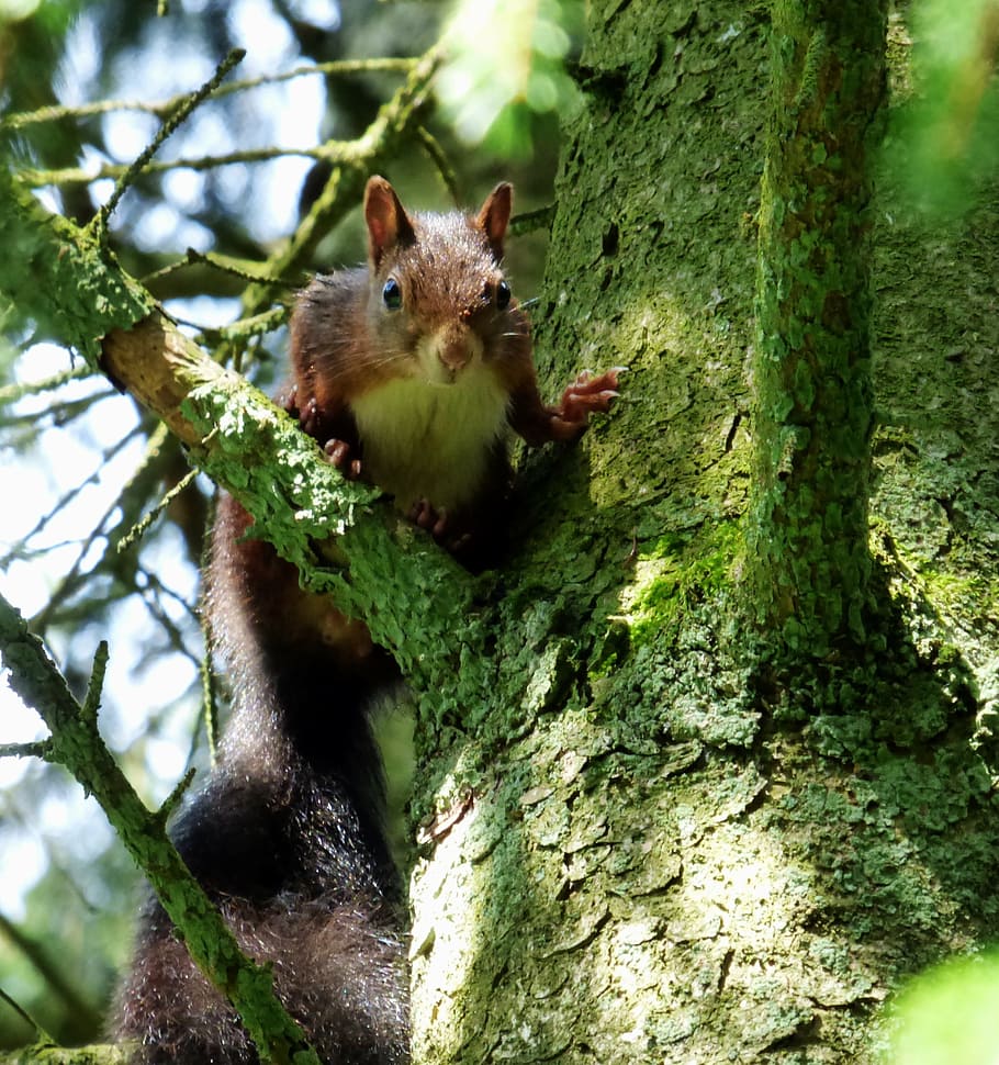 squirrel, nature, forest, green, rodents, animal, tree, animal themes HD wallpaper
