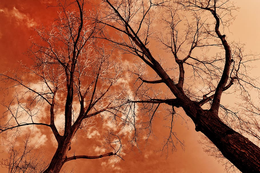 tree, tree top, trunk, branch, bare tree, winter tree, stark HD wallpaper