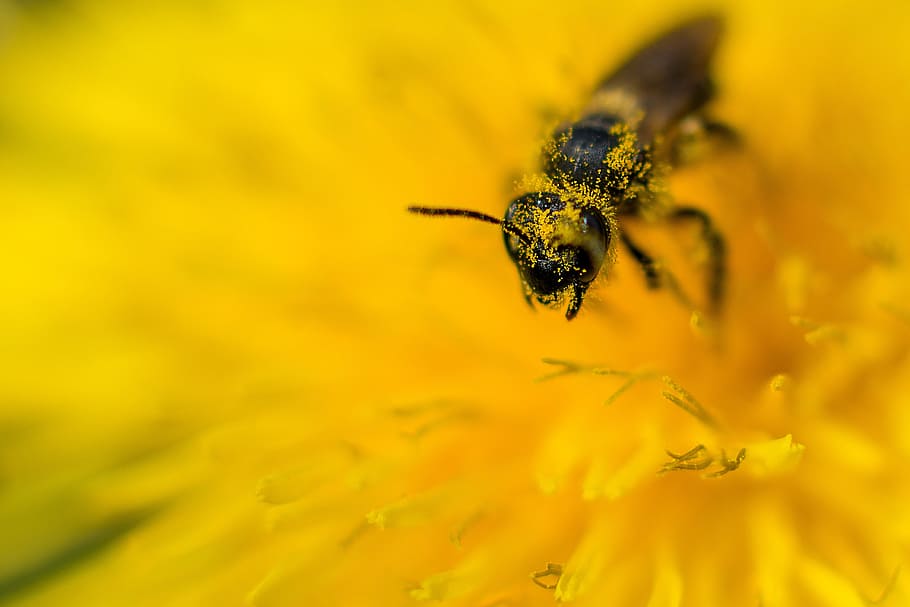 Bee, Dandelion, Flower, Pollen, honey bee, close, blossom, bloom HD wallpaper