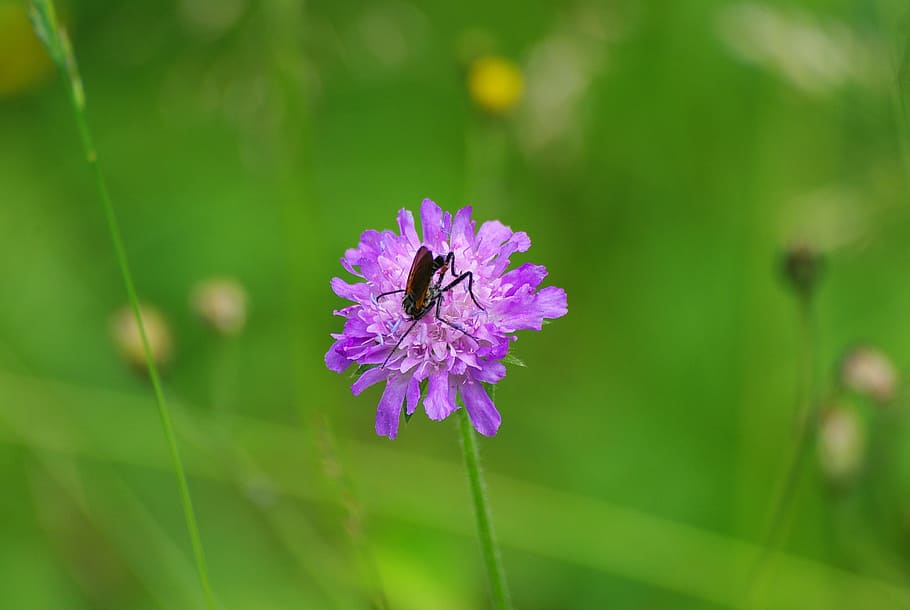 flower, clover, insect, meadow, green, nature, purple, mauve HD wallpaper
