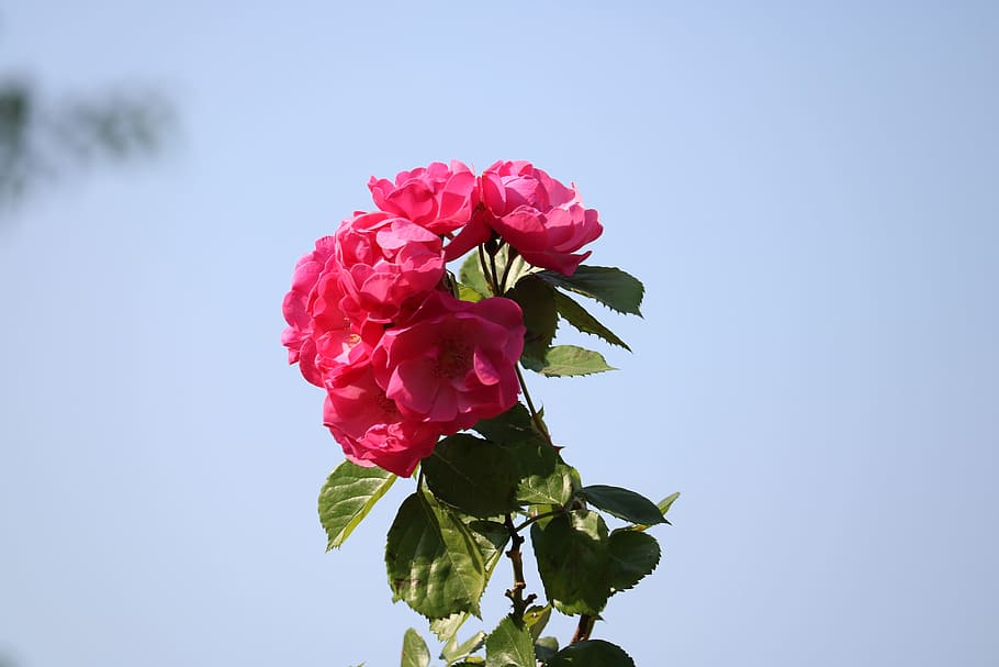 rose, the sky, trails, flower, flowering plant, beauty in nature HD wallpaper
